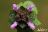 Paarse dovenetel s.s. (Lamium purpureum)