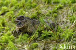 Paddenvlieg (Lucilia bufonivora)