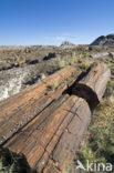 Petrified Forest National Park