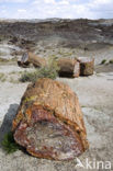 Petrified Forest National Park