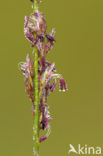 Pijpestrootje (Molinia caerulea)