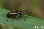 Plateumaris discolor