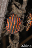 black and red striped bug (Graphosoma lineatum