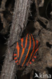 black and red striped bug (Graphosoma lineatum