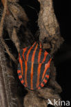 black and red striped bug (Graphosoma lineatum