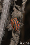 black and red striped bug (Graphosoma lineatum