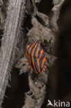 black and red striped bug (Graphosoma lineatum