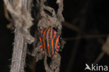black and red striped bug (Graphosoma lineatum