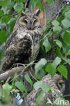 Long-eared Owl (Asio otus)