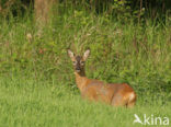 Roe Deer (Capreolus capreolus)