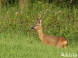 Roe Deer (Capreolus capreolus)