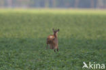 Roe Deer (Capreolus capreolus)