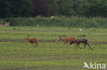 Roe Deer (Capreolus capreolus)