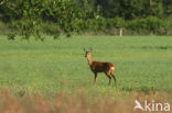 Roe Deer (Capreolus capreolus)