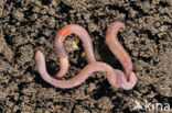 Earthworm (Lumbricus terrestris)