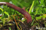 Regenworm