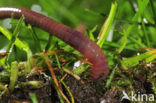 Earthworm (Lumbricus terrestris)