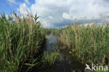 Riet (Phragmites australis)