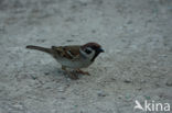 Eurasian Tree Sparrow (Passer montanus)