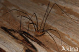 Opilio canestrinii