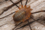 Opilio canestrinii
