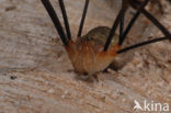 Rode hooiwagen (Opilio canestrinii)