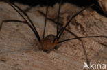Opilio canestrinii
