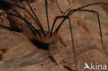 Opilio canestrinii