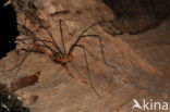 Opilio canestrinii