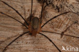 Opilio canestrinii