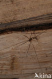 Opilio canestrinii