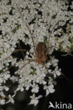 Opilio canestrinii