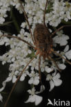 Opilio canestrinii