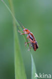 Soldier Beetle (Cantharis rufa)