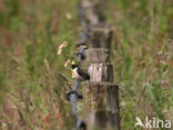 Roodborsttapuit (Saxicola rubicola)