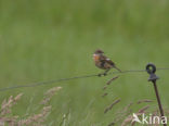 Roodborsttapuit (Saxicola rubicola)