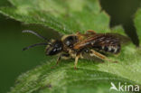 Roodbruine groefbij (Lasioglossum xanthopus) 