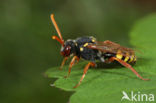 Roodsprietwespbij (Nomada fulvicornis) 