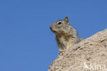 Rotsgrondeekhoorn (Spermophilus variegatus)