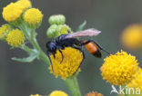 Ruige Aardrupsendoder (Podalonia hirsuta)