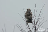 Rough-legged Buzzard (Buteo lagopus)