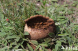 Ruitjesbovist (Calvatia utriformis)