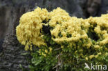 Scrambled egg slime (Fuligo septica)