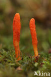 Caterpillar Killer (Cordyceps militaris)