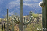 Saguaro cactus (Carnegiea gigantea)