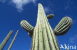 Saguaro cactus (Carnegiea gigantea)