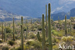 Saguaro cactus (Carnegiea gigantea)