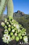 Saguaro cactus (Carnegiea gigantea)