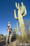Saguaro cactus (Carnegiea gigantea)