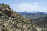 Saguaro cactus (Carnegiea gigantea)